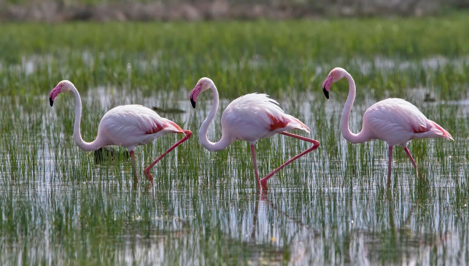 Flamingoların Mogan Gölü molası, görsel şölene dönüştü