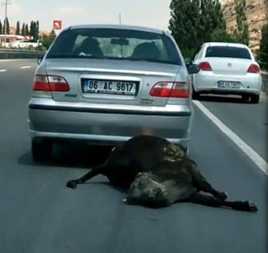 Ölü ineği araçla sürükleyen sürücüye para cezası