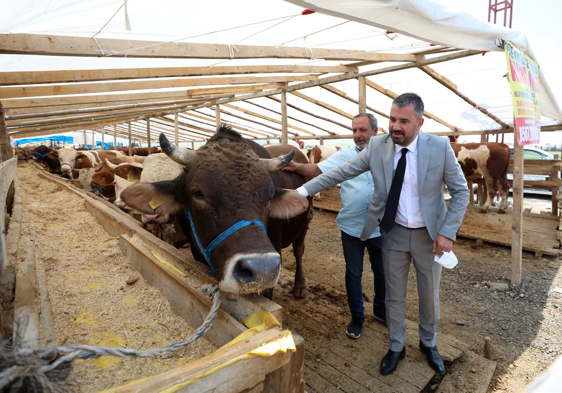 Ankara’daki 1,5 tonluk kurbanlık “Paşa”, Pursaklar Belediye Başkanı tarafından 29 bin liraya alındı