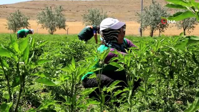 Ata tohumları ihtiyaç sahiplerinin sofralarında