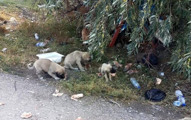 30’a yakın yavru köpeği yol kenarına bırakıp kaçtılar