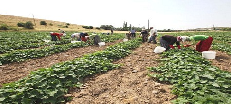 Çubuk’ta salatalık hasadı başladı